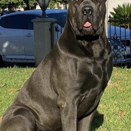 Cane Corso from Guardiano Cane Corso