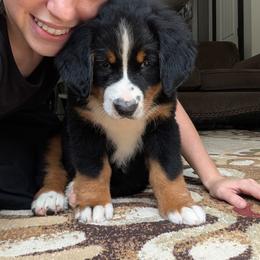 Drake OFA - Black rust and white male Bernese Mountain Dog puppy in Strasburg, Ohio from Lois Allison