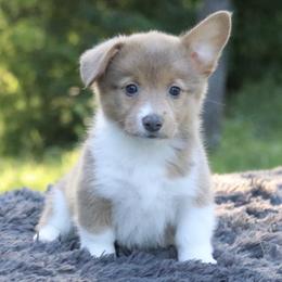 Misty - Sable female Pembroke Welsh Corgi puppy in Fayetteville, Arkansas from Intergalactic Corgis