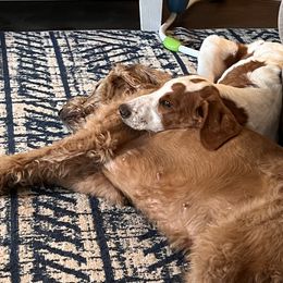 Goldendoodle Puppies from Downeys Double Doodles of KY