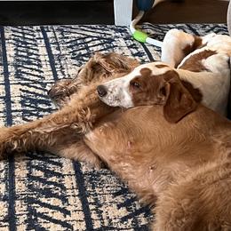 Goldendoodle Puppies from Downeys Double Doodles of KY