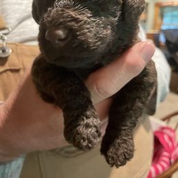 Goldendoodle Puppies from Island Doodles of Maine