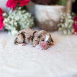 Dandelion - Red merle female Aussiedoodle puppy in Tonopah, Arizona from Kae's Kennels