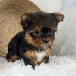 Macy - Black and tan female Yorkshire Terrier puppy in Liberty, Texas from Tiny Yorkshire pups