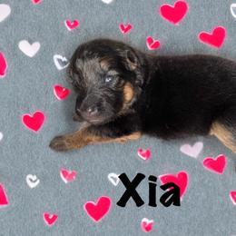 Xia - Black and red female German Shepherd puppy in Graham, Washington from Wildeflecken Shepherds