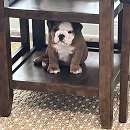 Luigi - Red and white male Bulldog puppy in Fayettville Ar, Arkansas from Ozark Bulldogs