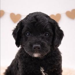 Brown - Black male Goldendoodle puppy in Byron, Georgia from Southern Olive Doodles 🫒