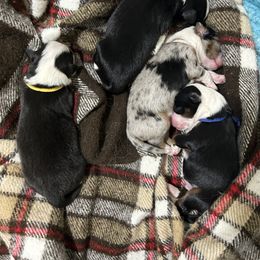 Miniature Australian Shepherd Puppies from Mill Creek Miniature Australian Shepherd
