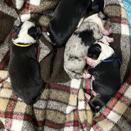 Miniature Australian Shepherd Puppies from Mill Creek Miniature Australian Shepherd