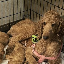 Millie - Goldendoodle