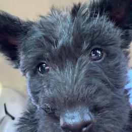 Memorial Day special - Black female Scottish Terrier puppy in Mancelona, Michigan from Stefany Farm of Happiness