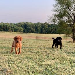Australian Labradoodle, Labrador Retriever, and Poodle Puppies from Laird Farms