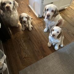 Clumber Spaniel Puppies from Wanderlust Clumber Spaniels