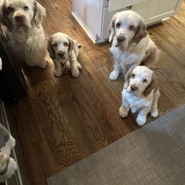 Clumber Spaniel Puppies from Wanderlust Clumber Spaniels