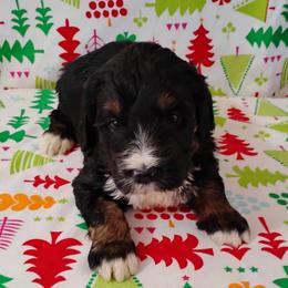 Rusty - Tri-color male Bernedoodle puppy in Arabi, Georgia from Huckadoodle Farm