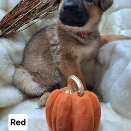Boy 7 - Sable male German Shepherd puppy in Richland, Pennsylvania from Moonlight Shepherds