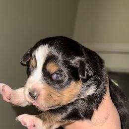 Girl 1 - Black tri Miniature Australian Shepherd puppy in Shingletown, California from Whiskeytown Aussies