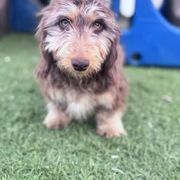 Dachshund Puppies from Bootheel Doxies