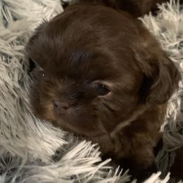Shih Tzu Puppies from Mosley Kennel Shih Tzu