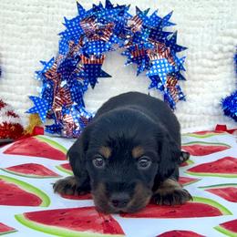 Dachshund Puppies from Cajun Coast Dachshunds