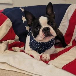 Boston Terrier puppies from Whispering Willows