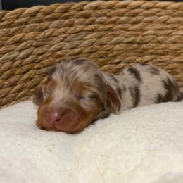 Joey - Dapple male Dachshund puppy in Sterling, Colorado from Country Chics Doxies
