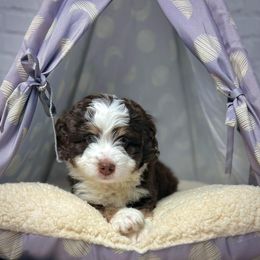 Bernedoodle Puppies from Bernedoodle Bunch