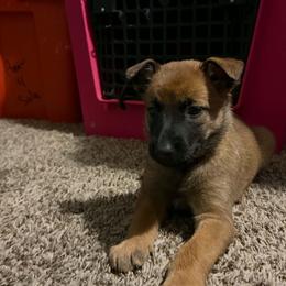 Zev - Fawn female Belgian Malinois puppy in Las Vegas, Nevada from Leviathan’s Misfits
