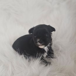 Venus - Parti female Yorkshire Terrier puppy in Hamilton, Ohio from Purebred Yorkies of Ohio