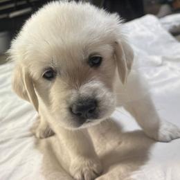 Mr White - Light golden male Golden Retriever puppy in Grand Island, Nebraska from Loseke Family Retrievers