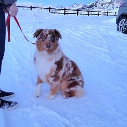 Duke - Australian Shepherd