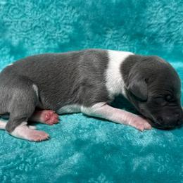 Prudence - White and blue female Whippet puppy in Gentry, Arkansas from Mardel Robeson of Mulberry Hollow Whippets