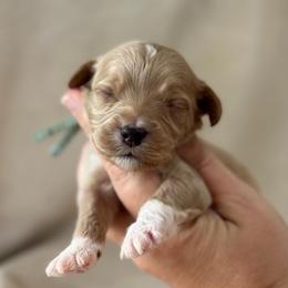 Funnel Cake - Apricot male Goldendoodle puppy in Wharton, Texas from Little Fur Friends