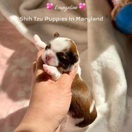 Evangeline - Red and white female Shih Tzu puppy in Frederick, Maryland from Shih Tzu Puppy in Maryland