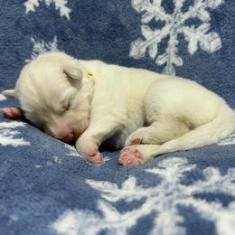 AKC Magnolia - White female Siberian Husky puppy in Centreville, Maryland from Huskies By the Bay
