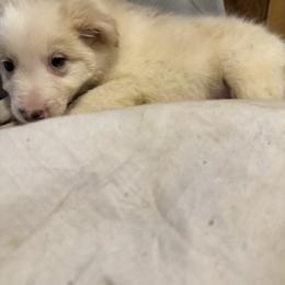 M1 - White and gold male Border Collie puppy in Meridian, Mississippi from Border Hollow Border Collies