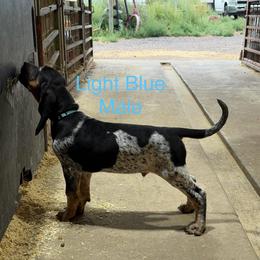 Light Blue - Blue ticked male Bluetick Coonhound puppy in Bennett, Colorado from 5280 Blue Ticks