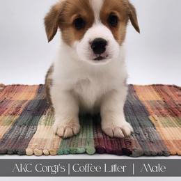 Mocha - Red male Pembroke Welsh Corgi puppy in Pine Village, Indiana from NL Horsemanship