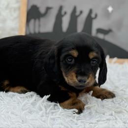 AKC Betty - Black and tan female Dachshund puppy in Colbert, Oklahoma from Brooke Crenshaw
