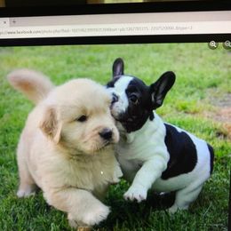 French Bulldog Puppies from Yukon Golden Retrievers and French Bulldogs