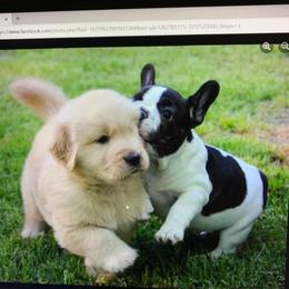 French Bulldog Puppies from Yukon Golden Retrievers and French Bulldogs