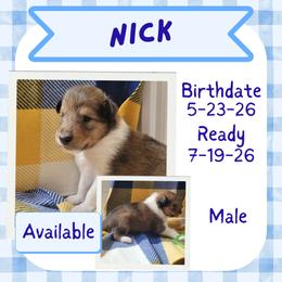 Nick - Sable male Collie puppy in Mattoon, Illinois from Gold Leaf Collies