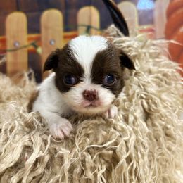 Titan - Chocolate and white male Chihuahua puppy in Gloucester, Virginia from Charlotte's Web of Chihuahuas