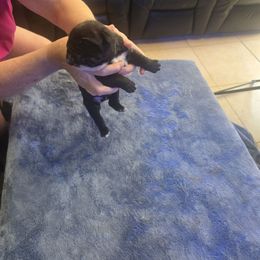 Black brindle 1 - Black brindle male Cane Corso puppy in Jacksonville, Florida from Fleming Cane Corso's