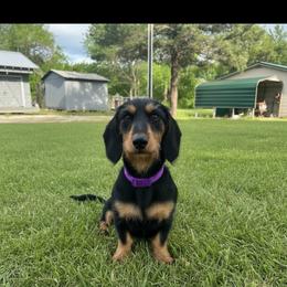 Ebony - Dachshund