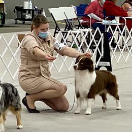 Miniature American Shepherd and Miniature Australian Shepherd All Grown Up from ShawnMarie Davis