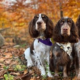 English Springer Spaniels from Ridgeview Springers
