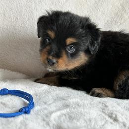Shadow - Black tri male Toy Australian Shepherd puppy in Amarillo, Texas from Duclops Ranch Aussies