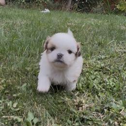 Rascal Flat Face - Cream male Pekingese puppy in Grass Valley, California from Northridge Pekingese