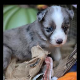 Sutton - Price 1975 - Blue merle male Miniature Australian Shepherd puppy in Ennis, Texas from God’s Little Aussies